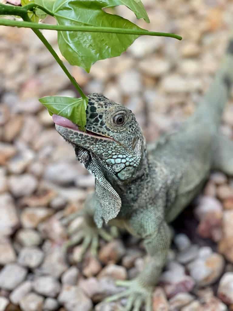 Belize Iguana