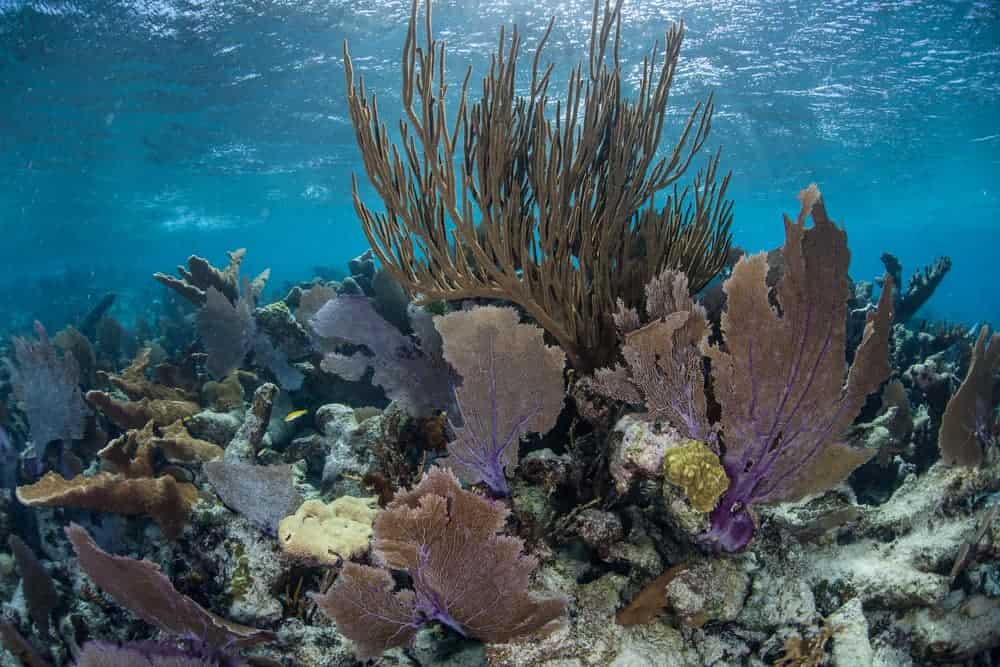 Underwater coral reef in Belize