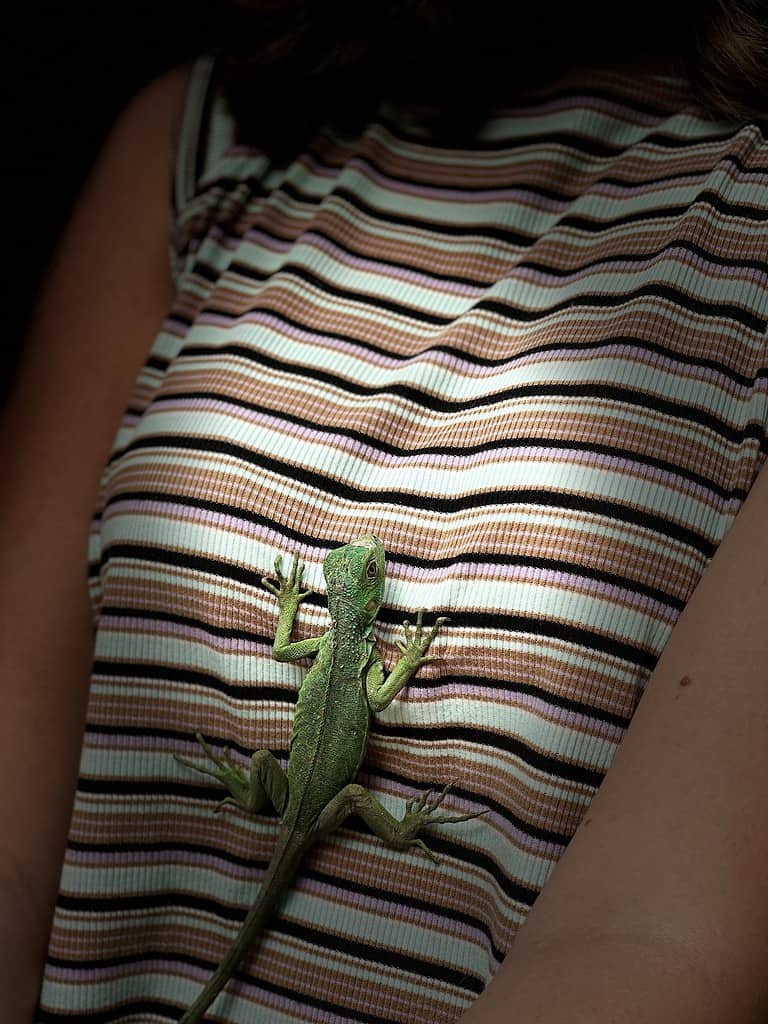 Holding Iguanas