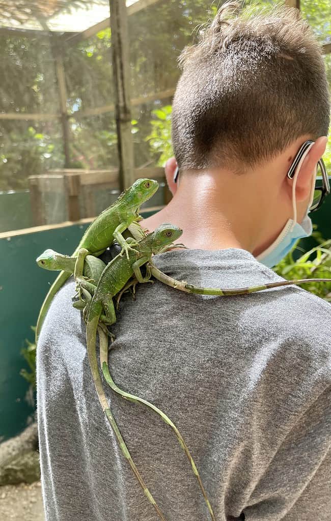Iguana Project in San Ignacio