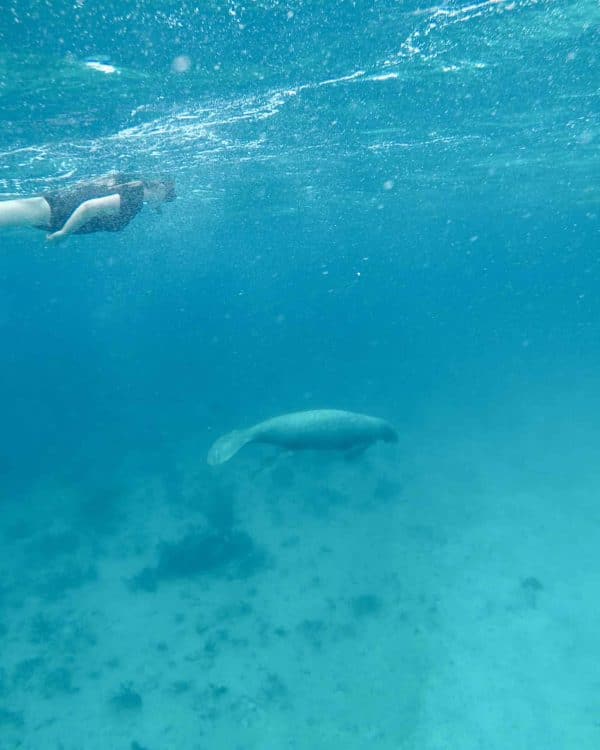 Snorkel with Manatees in Hol Chan Marine Reserve