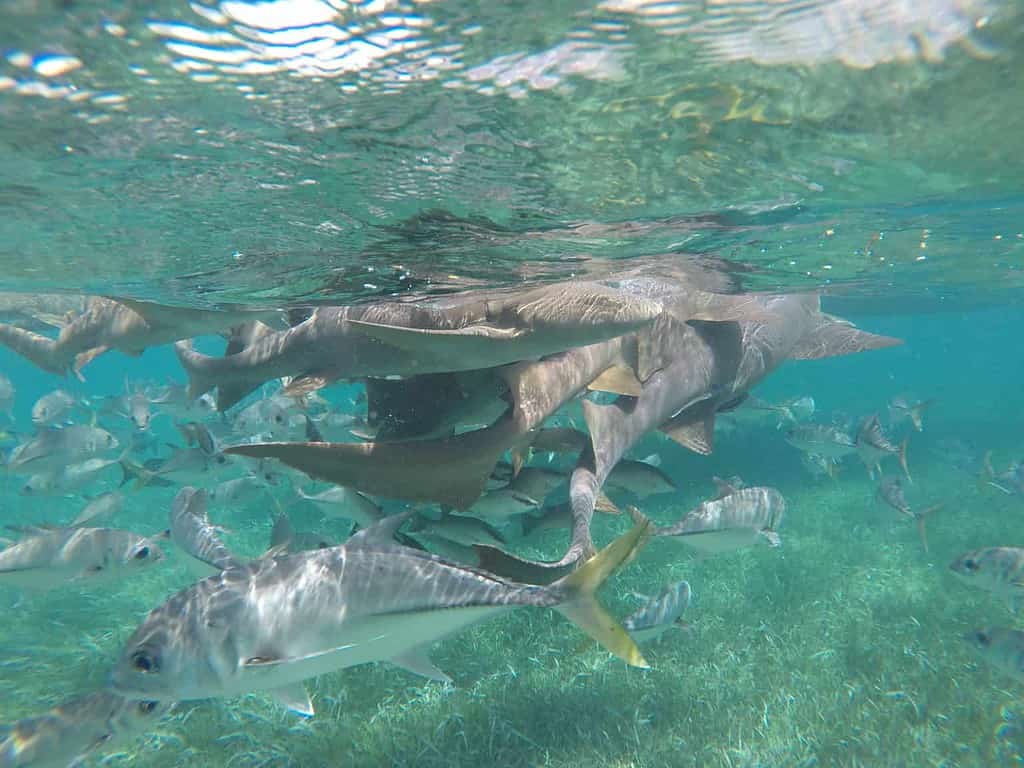 Shark Ray Alley Belize