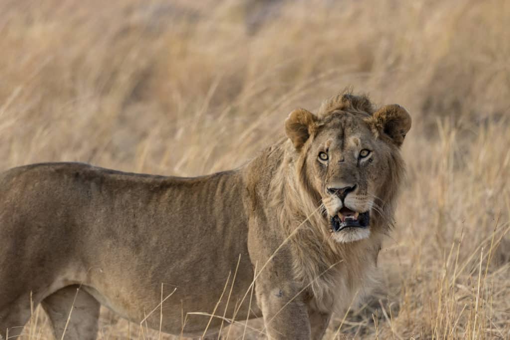 Lion hunting in Africa