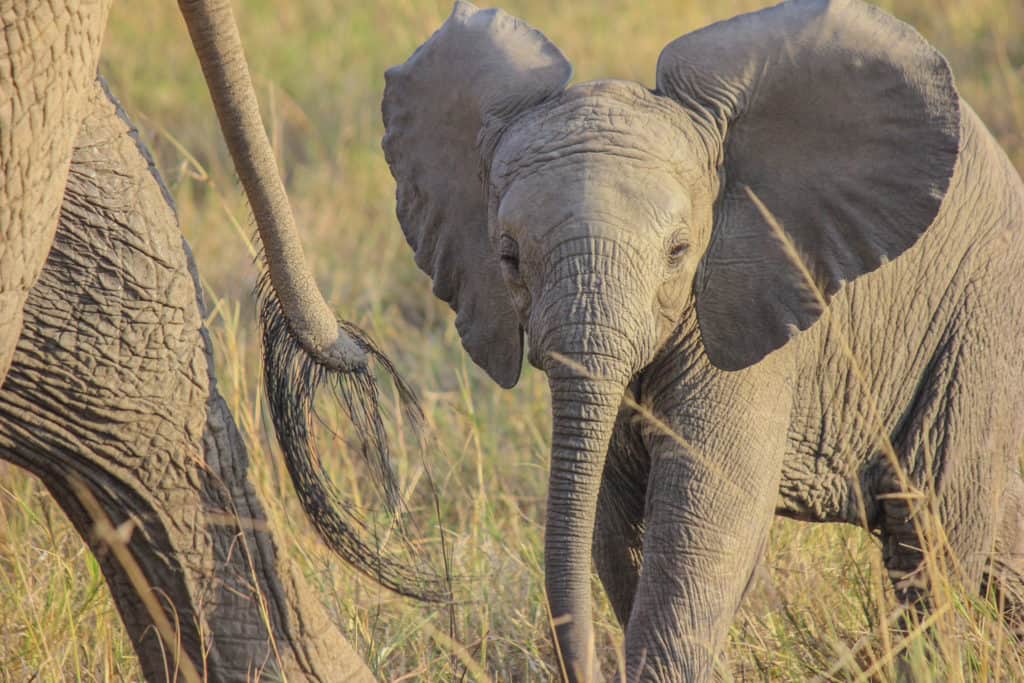Baby Elephant calf
