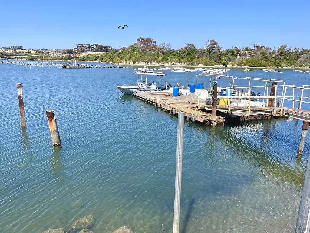 Carlsbad Oyster Farm tours