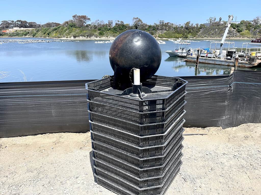 Trays for shellfish at the Oyster farm in California