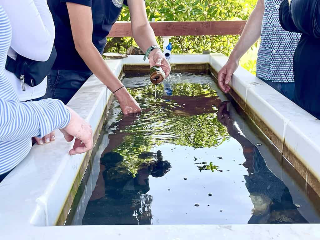 Touch tank at oyster farm tours Carlsbad.
