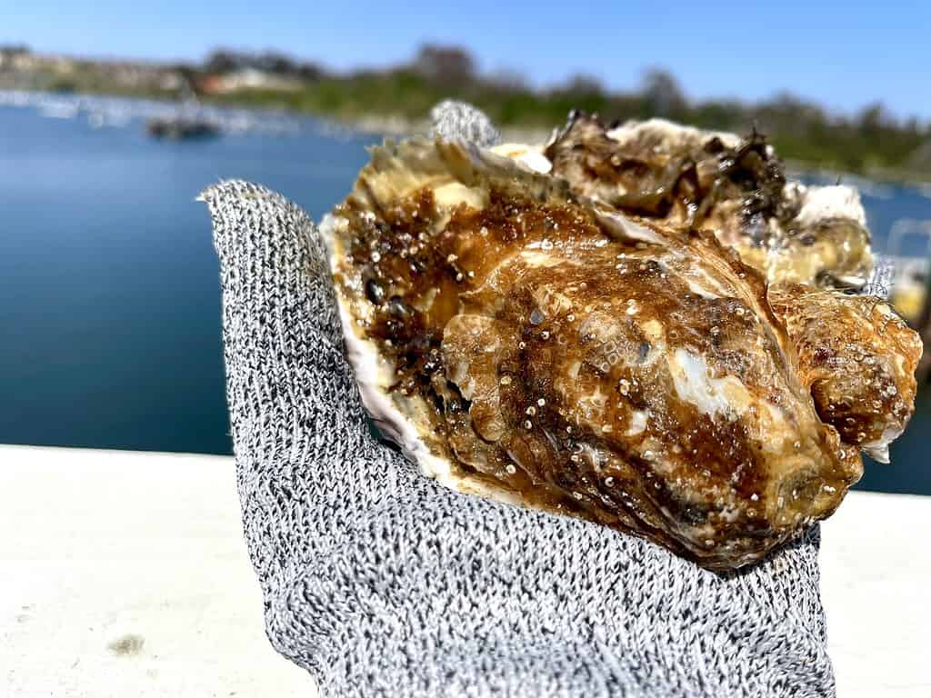 Shucking oysters at the Carlsbad aquafarm