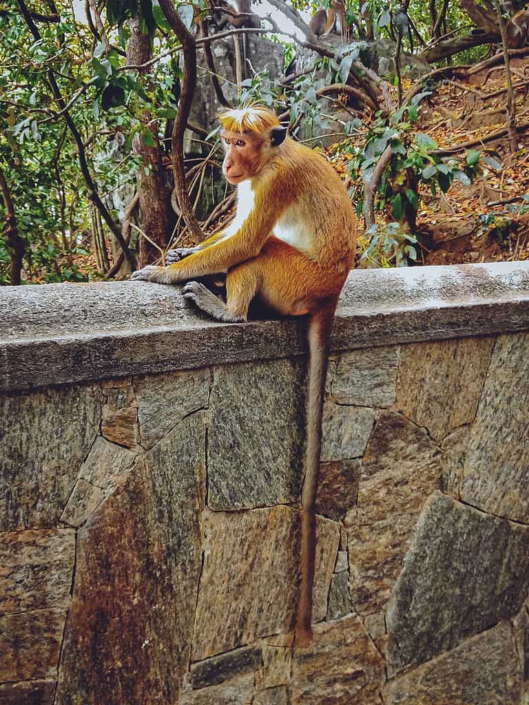 Monkeys at Sigiriya Rock Fortress