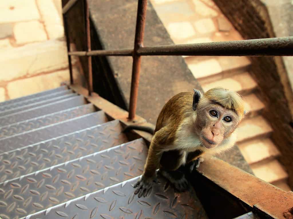 Monkey on the stairs of Sigiriya