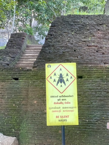 Watch out for wasps when climbing Lion Rock in Sigiriya.