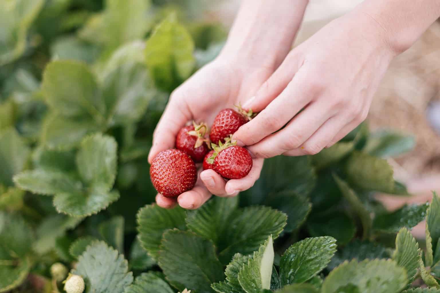 Carlsbad Strawberry Fields: Tips From a Local (2025)