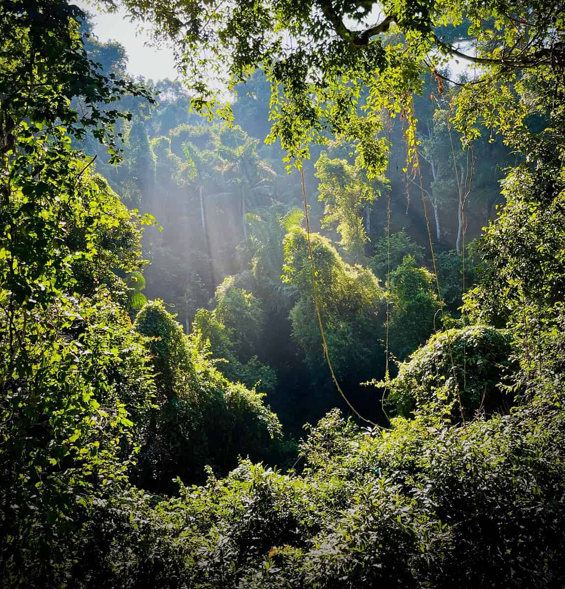 Is Puerto Maldonado Worth Visiting: Explore the Amazon in Peru