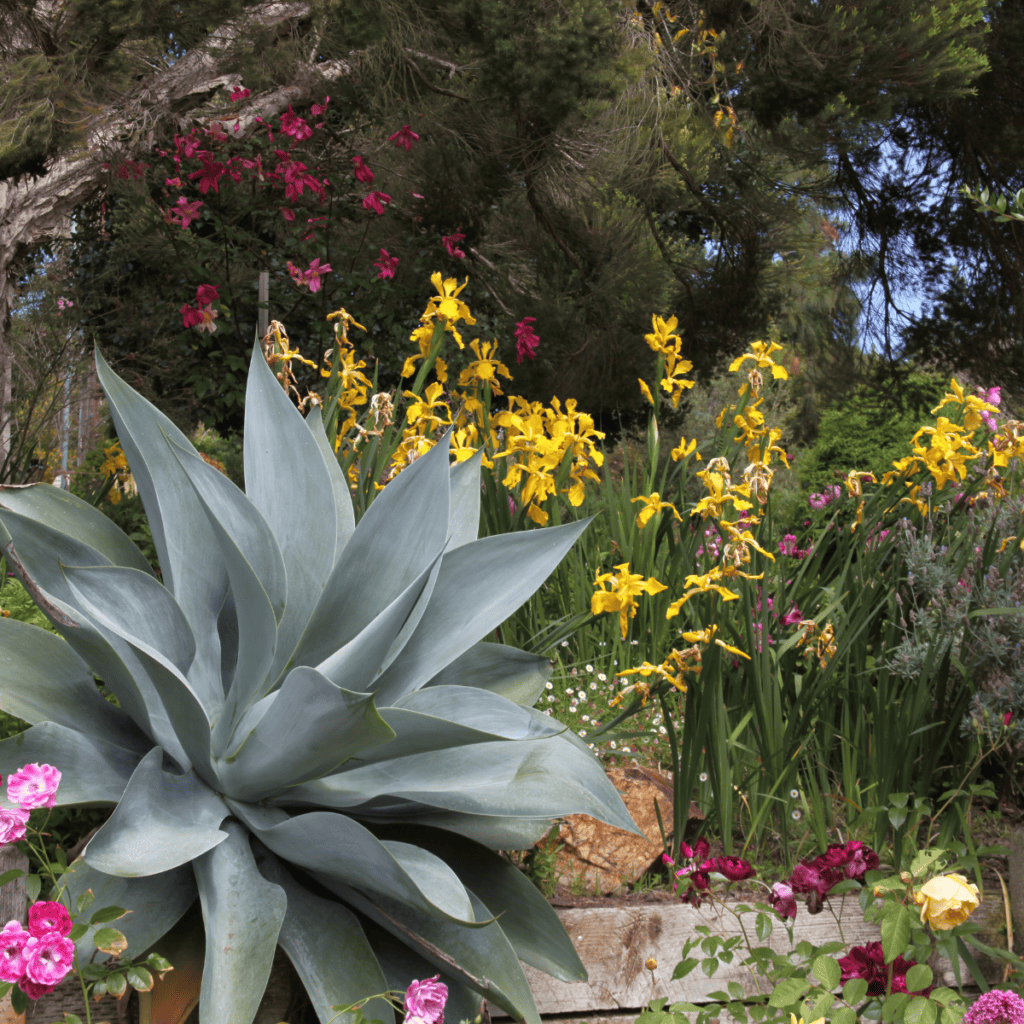 Succulents and flowers at the San Diego Botanical Garden in Encinitas, California.