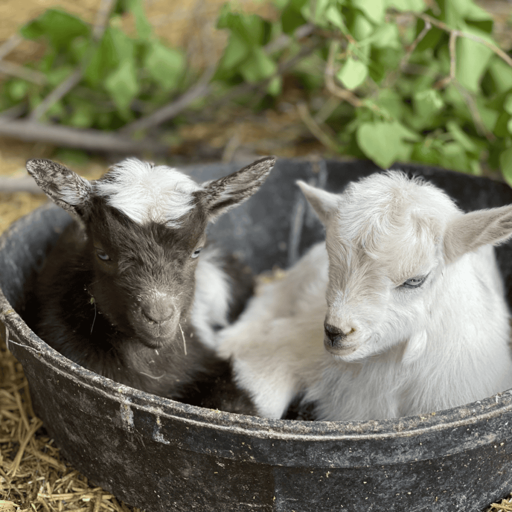 Baby goats on a farm in a small container.